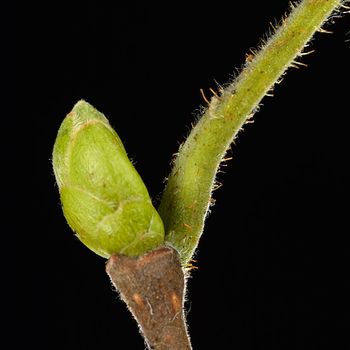 Corylus avellana