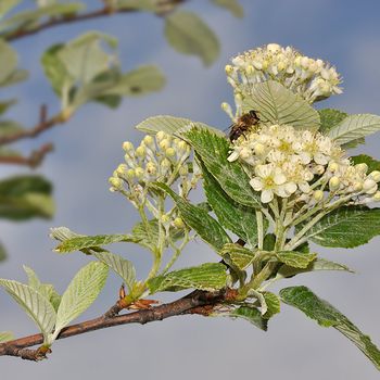 Sorbus
