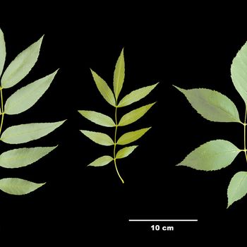 Fraxinus