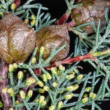 Cupressus arizonica