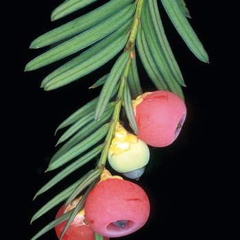 Taxus