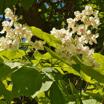 Catalpa