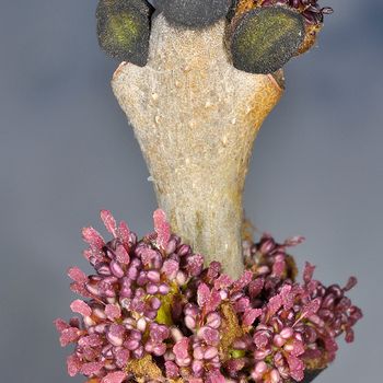 Fraxinus excelsior