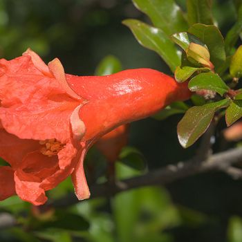 Punica granatum