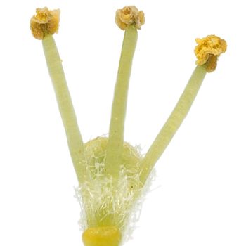 Salix triandra