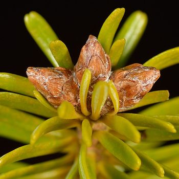 Abies alba