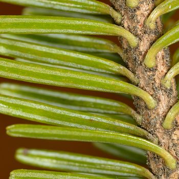 Abies alba