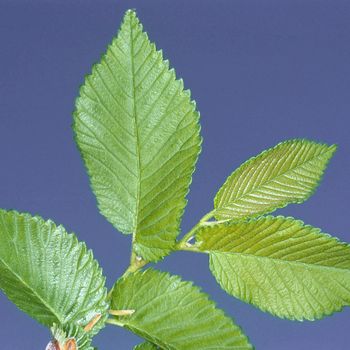 Ulmus laevis