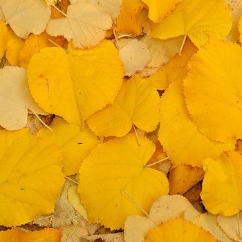 Tilia tomentosa
