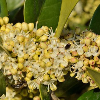 Ilex aquifolium