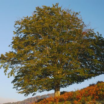 Fagus sylvatica