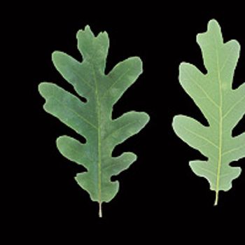 Quercus