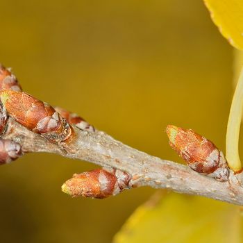 Prunus mahaleb