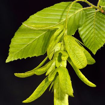 Carpinus