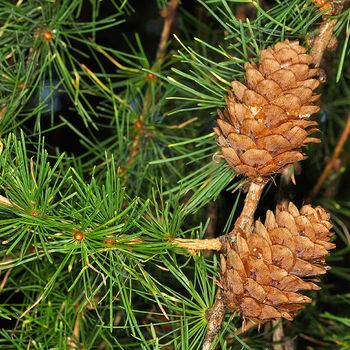 Larix