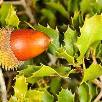Quercus coccifera