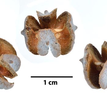 Tetraclinis