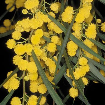 Acacia