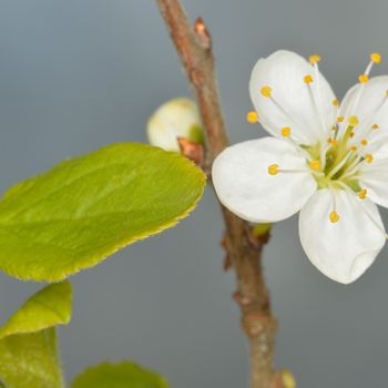 Prunus insititia