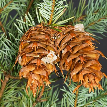 Pseudotsuga menziesii