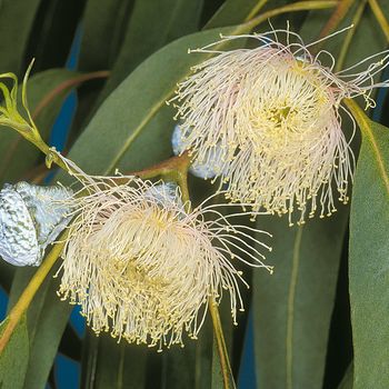 Eucalyptus