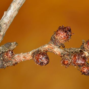Larix