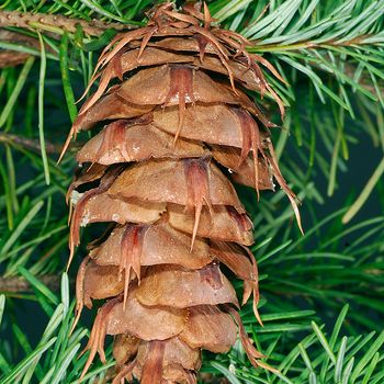 Pseudotsuga