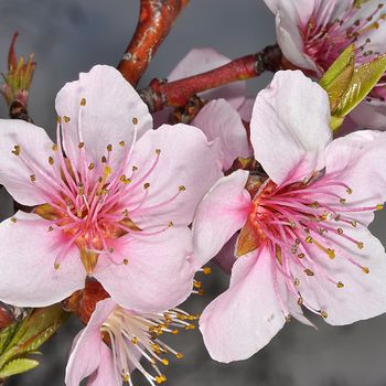 Prunus dulcis