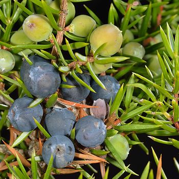 Juniperus communis
