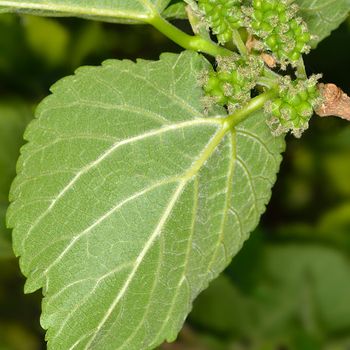 Morus nigra