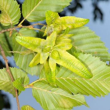 Carpinus