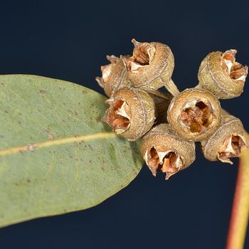 Eucalyptus