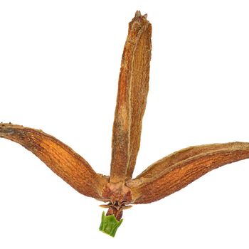 Calocedrus