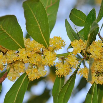 Laurus nobilis
