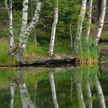 Betula
