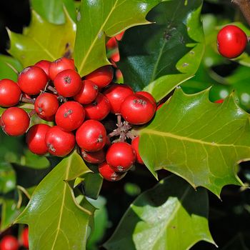 Ilex aquifolium