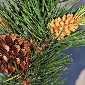 Pinus uncinata