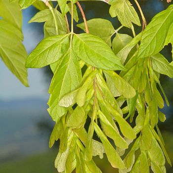 Acer negundo