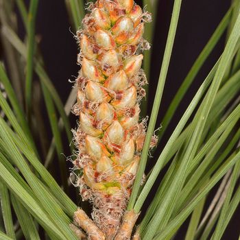 Pinus pinea