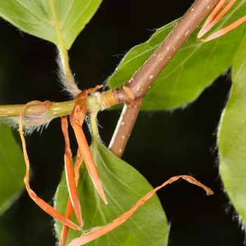 Fagus