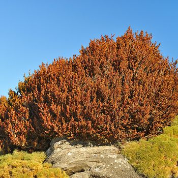 Buxus