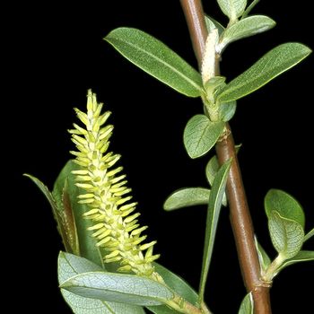 Salix