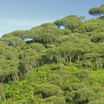Pinus