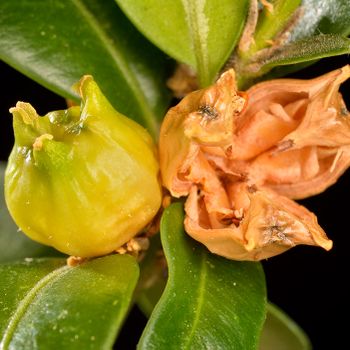Buxus sempervirens