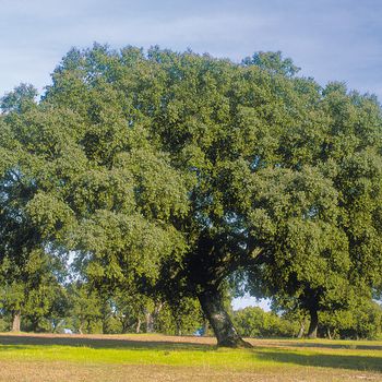 Quercus ilex