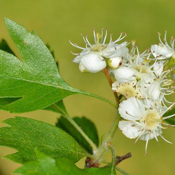 Crataegus