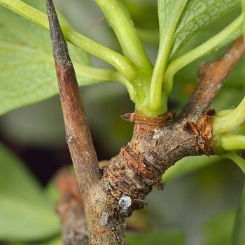 Crataegus monogyna