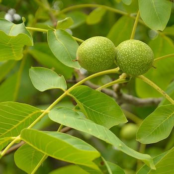 Juglans