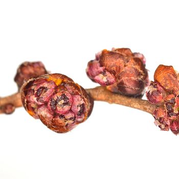 Ulmus pumila