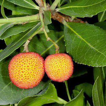 Arbutus
